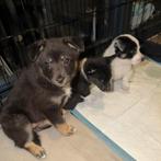 Puppies mix Japanse Spits & Jack Russel, Dieren en Toebehoren, 8 tot 15 weken, Meerdere, Meerdere dieren, Nederland