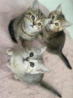 Britse Korthaar kittens (geboren: 26.02.2025), Dieren en Toebehoren, Katten en Kittens | Raskatten | Korthaar, Meerdere dieren