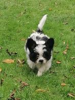 Mooi, pluizig, kleine boomer pups, Dieren en Toebehoren, Honden | Niet-rashonden, Parvo, Reu, 8 tot 15 weken, Meerdere