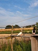 Jonge duiven te koop, Dieren en Toebehoren, Vogels | Duiven, Geslacht onbekend, Overige soorten