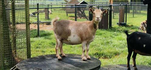 Prachtige maanvlek dwerggeit, Dieren en Toebehoren, Schapen, Geiten en Varkens, Geit, Vrouwelijk