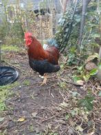 Jonge haan, Dieren en Toebehoren, Mannelijk, Kip