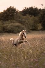 Prachtige c pony hengst, en tinker merrie, top afstamming!, Dieren en Toebehoren, Minder dan 160 cm, 0 tot 2 jaar, Gechipt, Onbeleerd