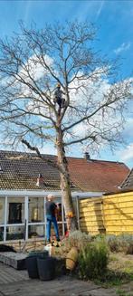 Vakkundig & goedkoop uw boom / bomen weg laten halen snoeien, Diensten en Vakmensen, Tuinmannen en Stratenmakers, Garantie, Tuinonderhoud of Snoeiwerk