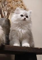 Silver shaded perzische langhaar kruising, Snowy, Dieren en Toebehoren, Kater, Gechipt, 0 tot 2 jaar