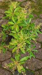 Rotsheide Pieres florest flame plant, Tuin en Terras, Planten | Tuinplanten, Ophalen, Overige soorten, Halfschaduw