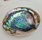 Fraaie Abalone schelp/ zeeoor 16cm, Ophalen of Verzenden
