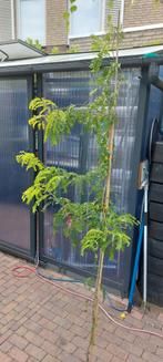 Valse Cristusdoorn boompje diverse ca 150 cm, Overige soorten, 100 tot 250 cm, Zomer, Ophalen