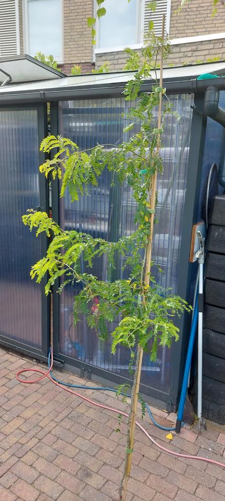 Valse Cristusdoorn boompje diverse ca 150 cm, Tuin en Terras, Planten | Bomen, Overige soorten, 100 tot 250 cm, Volle zon, Zomer