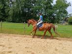 Brave e-pony ruin 13 jaar, Dieren en Toebehoren, Pony's, B, Ruin, 11 jaar of ouder, Recreatiepony