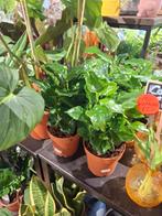 Koffieplantje (Coffea Arabica), Overige soorten, In pot, Minder dan 100 cm, Groene kamerplant