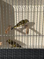 zwartkopsijs pop, Dieren en Toebehoren, Vogels | Overige Vogels, Vrouwelijk, Wildzangvogel, Geringd