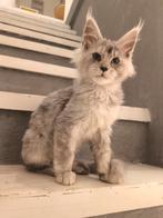 Maine Coon Kater, Dieren en Toebehoren, Kater, Gechipt, 0 tot 2 jaar