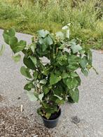 Aristolochia grandiflora, Tuin en Terras, Volle zon, Vaste plant, Ophalen of Verzenden, Klimplanten