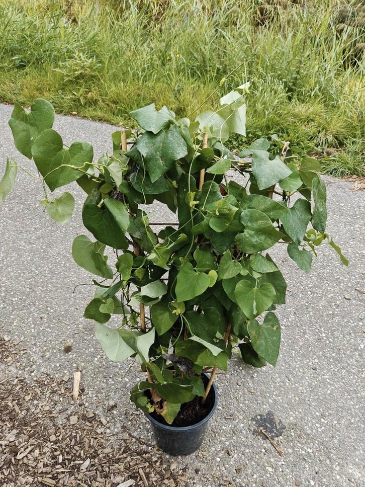 Aristolochia grandiflora, Tuin en Terras, Planten | Tuinplanten, Vaste plant, Klimplanten, Volle zon, Zomer, Ophalen of Verzenden