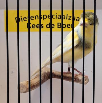 Duitse kuif kanaries  beschikbaar voor biedingen