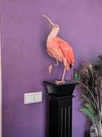 Ibis taxidermie, Ophalen of Verzenden, Zo goed als nieuw, Vogel, Opgezet dier