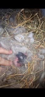 Leuk minilop voedstertje, hangoor dwerg konijn, Dieren en Toebehoren, Konijnen, Vrouwelijk, Dwerg, Hangoor, 0 tot 2 jaar