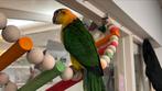 Caique Pop 2025, Vrouwelijk, Papegaai, Geringd