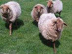 Ruwe schapenwol van Coburger Fuchs, Nieuw, Ophalen of Verzenden, Spinwol