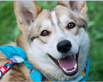 Alisa  een pup 10 maanden oud, mix Laika beschikbaar voor biedingen
