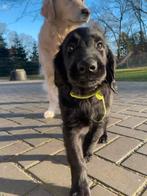 Flatcoated Retriever pups met stamboom, CDV (hondenziekte), 8 tot 15 weken, Meerdere, Nederland
