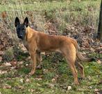 Mechelse Herder teefje 7 mnd., Dieren en Toebehoren, Honden | Herdershonden en Veedrijvers, Nederland, Rabiës (hondsdolheid), 15 weken tot 1 jaar