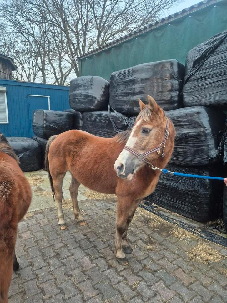 Super lieve new forest fokmerrie/kinderpony met goed papier., Dieren en Toebehoren, Paarden en Pony's | Dekhengsten en Fokmerries