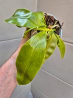 Orchidee Phalaenopsis Violacea geurend p12 (4)