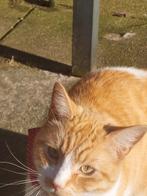 Dit is simba, Dieren en Toebehoren, Kater, Kortharig, 3 tot 5 jaar