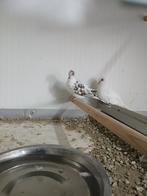 Broedkoppel diamantduifjes, Dieren en Toebehoren, Vogels | Overige Vogels, Meerdere dieren