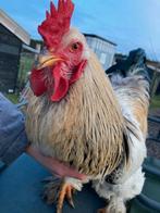 prachtige Haan (hanen) te koop!, Mannelijk, Kip