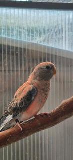 Bourke, Dieren en Toebehoren, Vrouwelijk, Parkiet