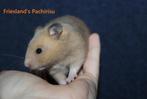 🐹 Syrische hamster / goudhamster nestje van hobbyfokker, Hamster, Augustus, Meerdere dieren, Tam