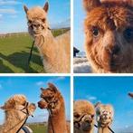 Alpaca, 5 lieve merries te koop!, Dieren en Toebehoren, Overige Dieren, Januari, Vrouwelijk