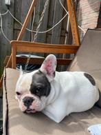 Franse buldog teef, Dieren en Toebehoren, Honden | Bulldogs, Pinschers en Molossers, Rabiës (hondsdolheid), Teef, Bulldog, Eén hond