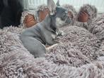 Franse bulldog pup ( blue&tan), Particulier, Reu, 8 tot 15 weken, Buitenland