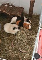 Koppel cavia's US teddy gecastreerde beer en zeug, Mei, Meerdere dieren, Cavia
