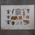 Bijplaat Op de heide / In het bos – Koekkoek 1934, Ophalen of Verzenden, Natuur en Biologie