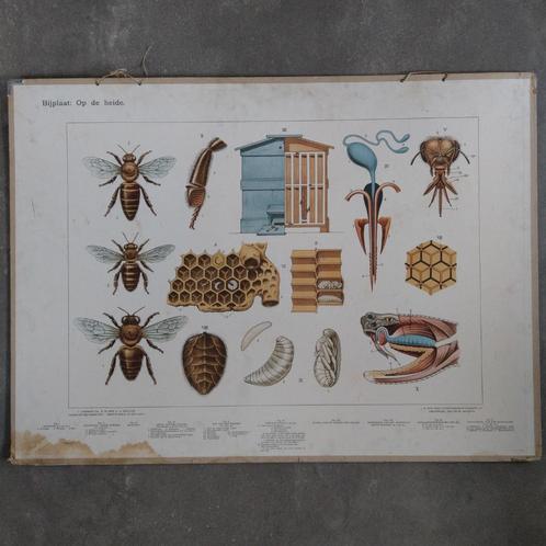 Bijplaat Op de heide / In het bos – Koekkoek 1934, Antiek en Kunst, Antiek | Schoolplaten, Natuur en Biologie, Ophalen of Verzenden