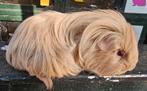 Lilac sheltie 7 maanden, Dieren en Toebehoren, Januari, Vrouwelijk, Cavia