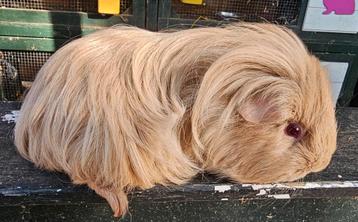 Lilac sheltie 7 maanden beschikbaar voor biedingen