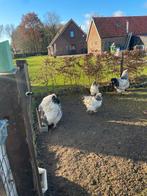 brahma columbia groot, Dieren en Toebehoren, Pluimvee, Meerdere dieren, Kip