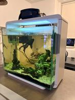 Moet weg Aquarium, Ophalen of Verzenden, Zo goed als nieuw, Leeg aquarium