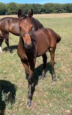 Goed/fijn karakter springveulen van Oslo -Le Kannan-Concorde, Dieren en Toebehoren, Paarden, Merrie, Springpaard, 0 tot 2 jaar