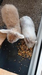 2 konijnen zoeken een warm huis, Meerdere dieren