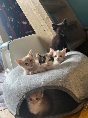 Maine coon kruising cyperse kittens maincoon, main coon beschikbaar voor biedingen