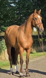 ApardixLys de DarmenxFeinschnitt vdRichter zoek forever home, Dieren en Toebehoren, Paarden, Springpaard, Ruin, 3 tot 6 jaar, L