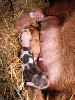 Ik ben weer ter beschikking kunnen  beertje terdeking, Dieren en Toebehoren, Schapen, Geiten en Varkens, Mannelijk, Varken