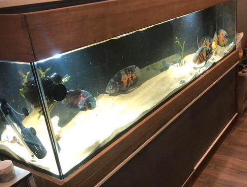 Aquarium 200x50x50, Dieren en Toebehoren, Vissen | Aquaria en Toebehoren, Zo goed als nieuw, Leeg aquarium, Ophalen